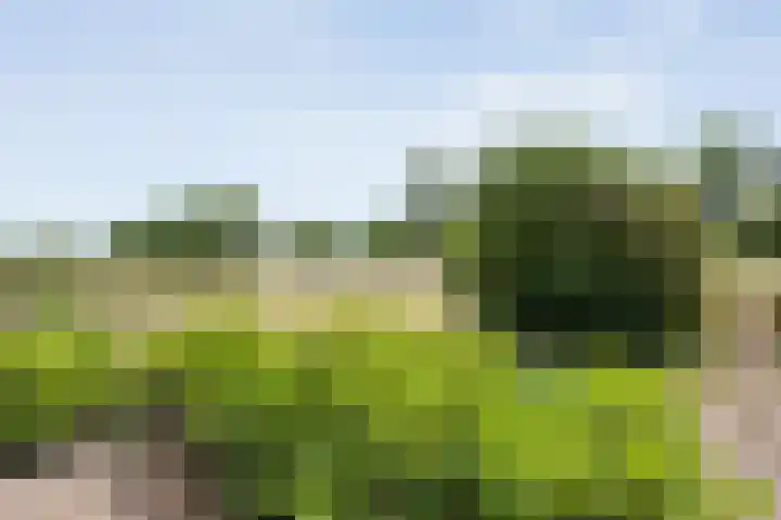 Anerweg-Noord 154 Lutten thumbnail 60