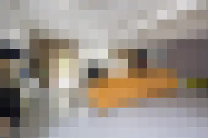 Angeler 4 Nijkerk thumbnail 4