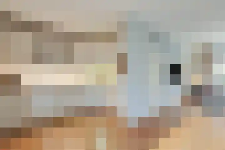 Angeroyen 6 Loo Gld foto 3