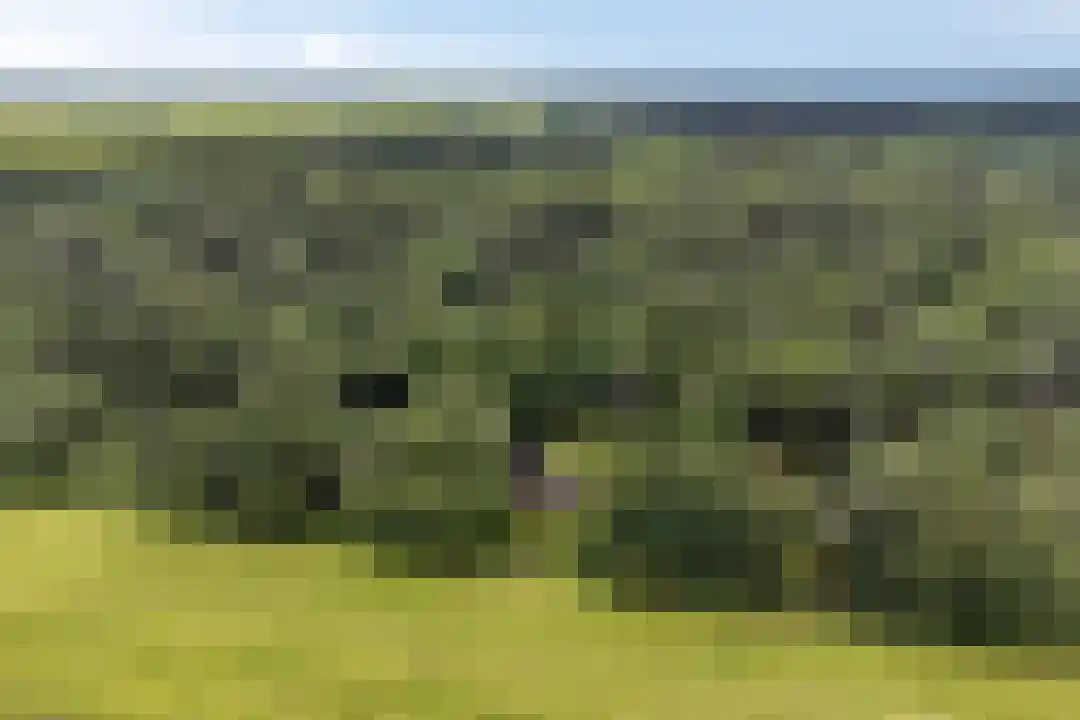 Anholt 11 42 Ruinen thumbnail 34