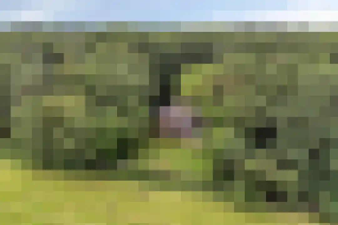 Anholt 11 42 Ruinen thumbnail 4