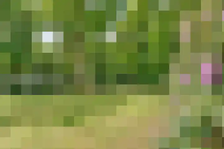 Anholt 3 Ruinen thumbnail 28
