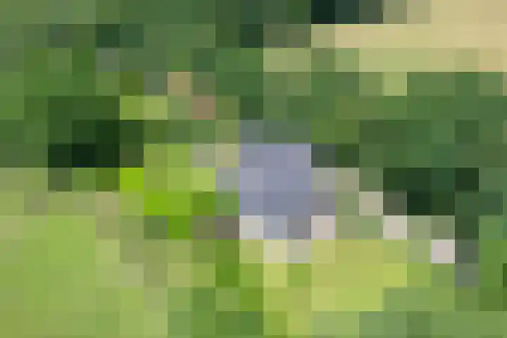 Anholt 3 Ruinen thumbnail 8