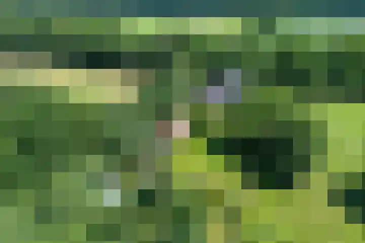 Anholt 3 Ruinen thumbnail 9