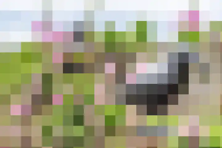 Anholtseweg 60 Gendringen thumbnail 55