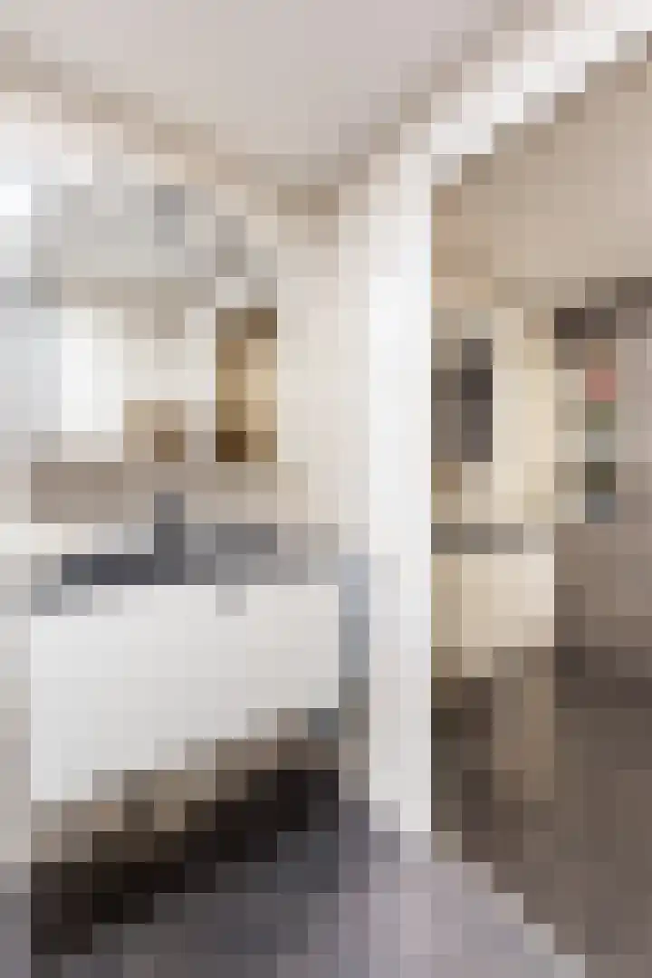 Anijsstraat 11 Apeldoorn thumbnail 32