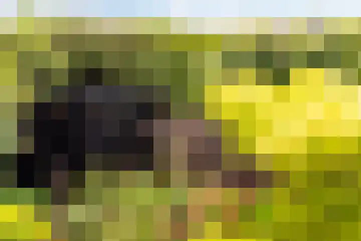 Anijsveld 4 Doetinchem thumbnail 35