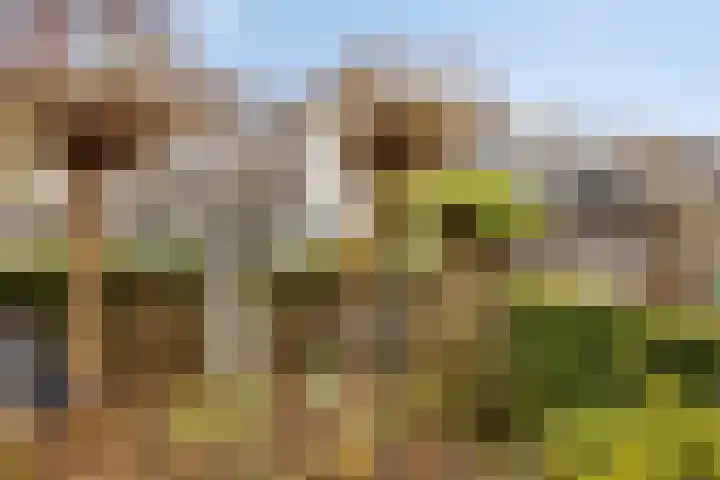 Anjelier 16 Borne thumbnail 31