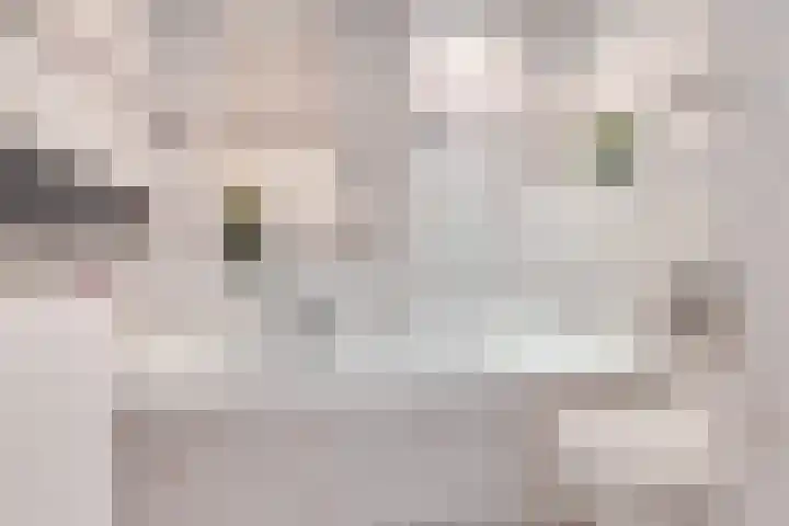 Anjelier 3 Krimpen aan den IJssel thumbnail 15