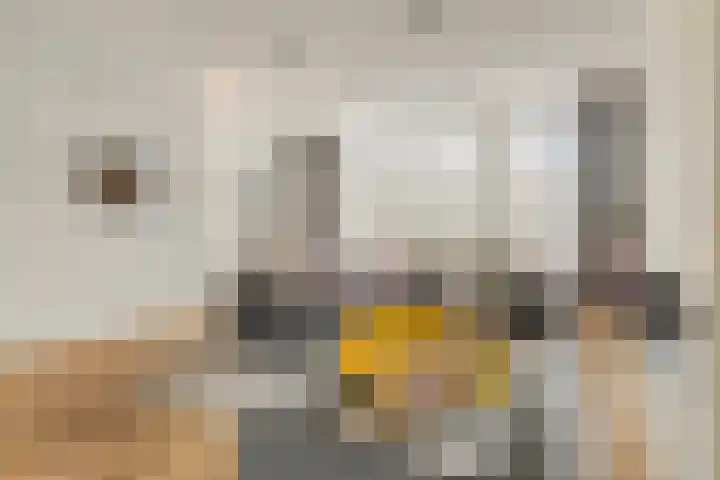 Anjelierstraat 13 Goes thumbnail 17