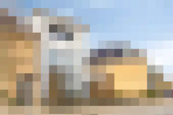 Anjelierstraat 13 Goes thumbnail 8