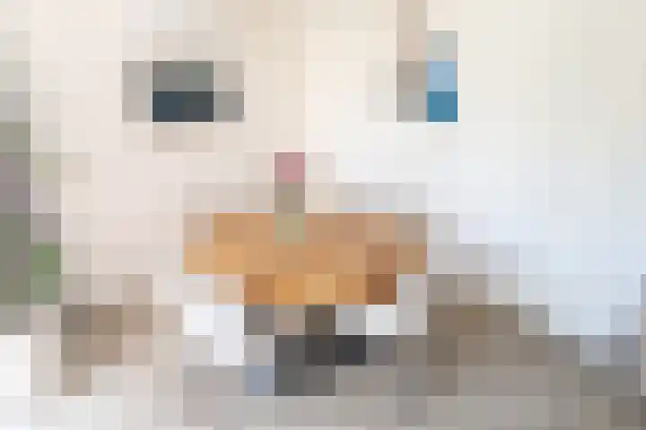 Anjelierstraat 36 Wierden thumbnail 31