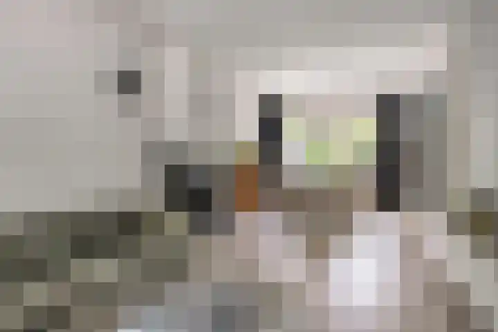 Anjelierstraat 44 Goes thumbnail 14