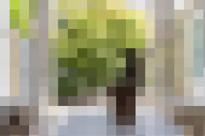 Anjelierstraat 44 Goes thumbnail 17