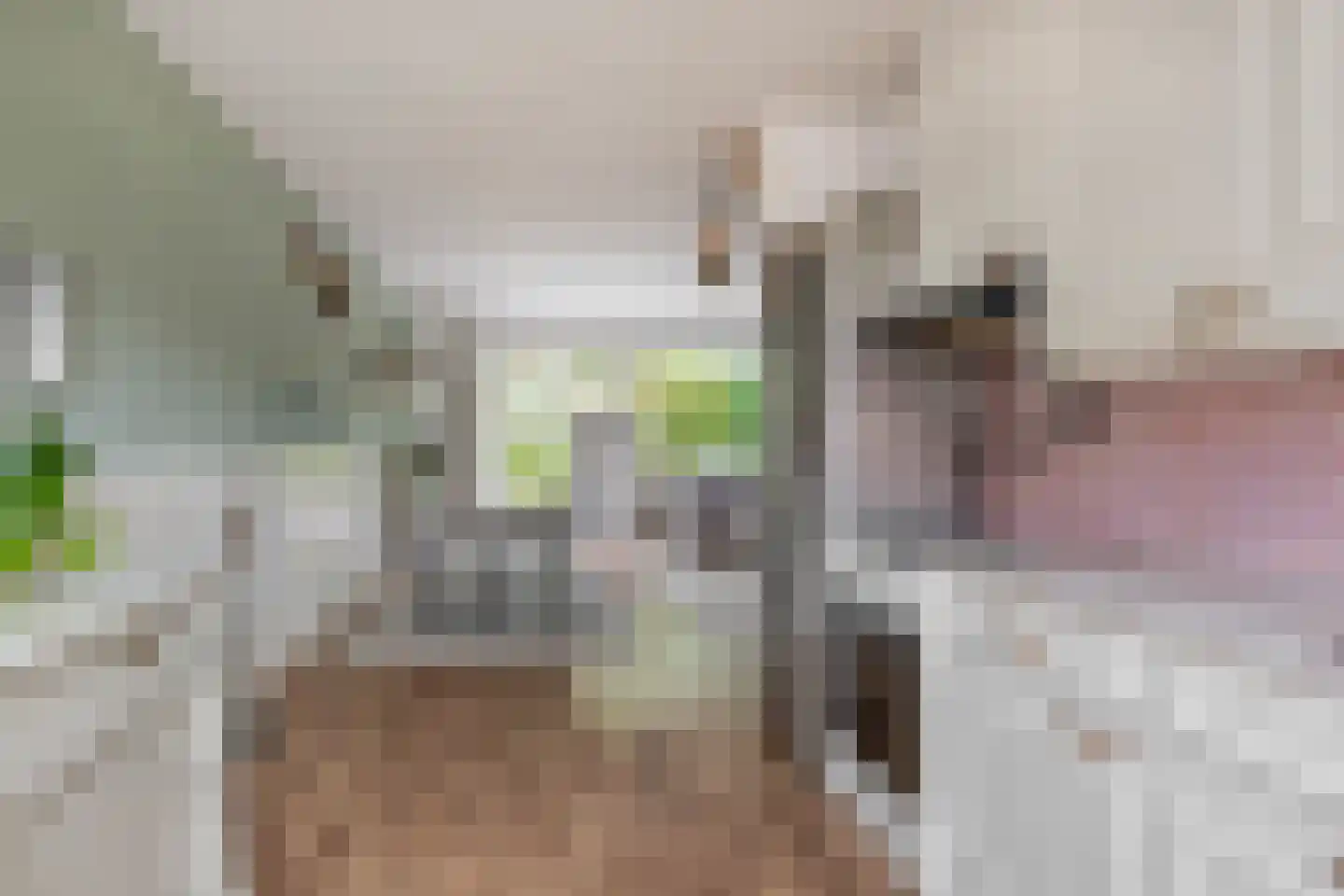 Anjeliertuin 18 Zoetermeer thumbnail 14