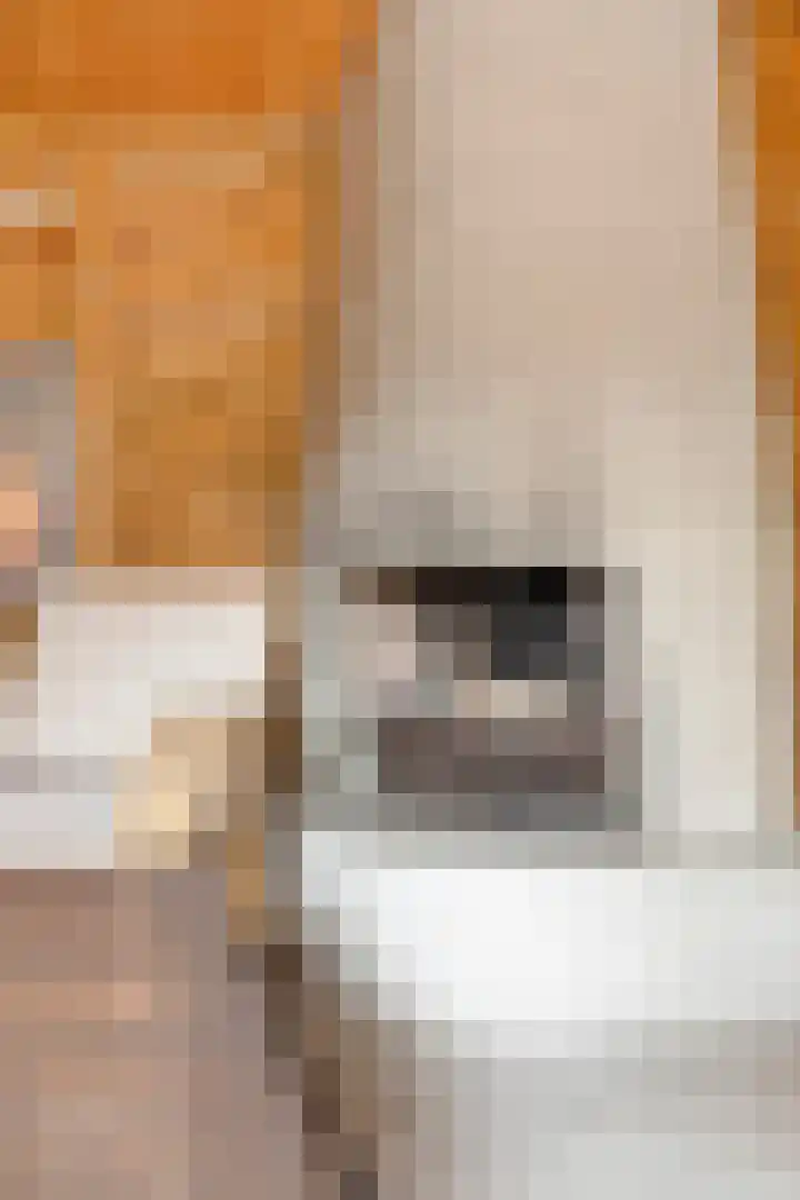 Anjer 1 De Lier thumbnail 35