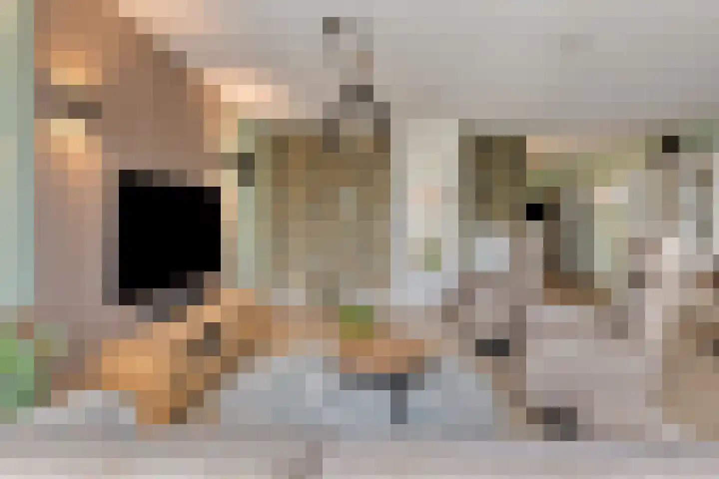 Anjerhof 28 Maarheeze thumbnail 7