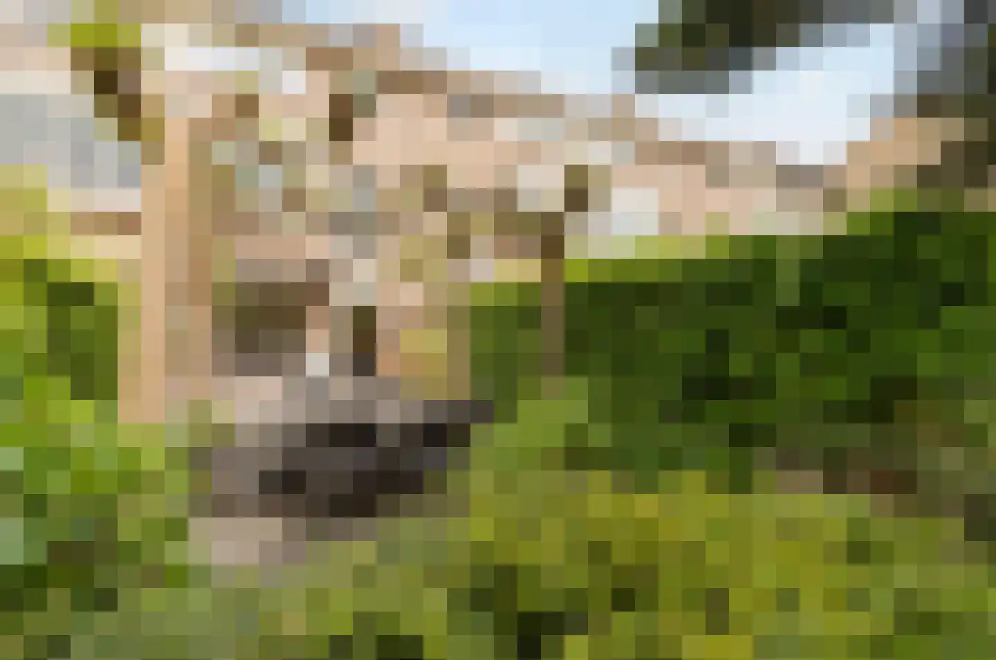 Anjerhof 71 Aalsmeer thumbnail 21