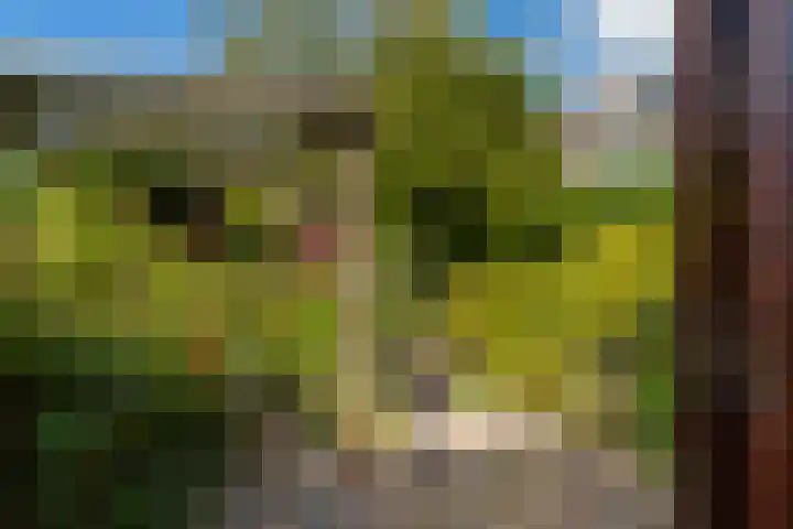 Anjerlaan 42 Naaldwijk thumbnail 32