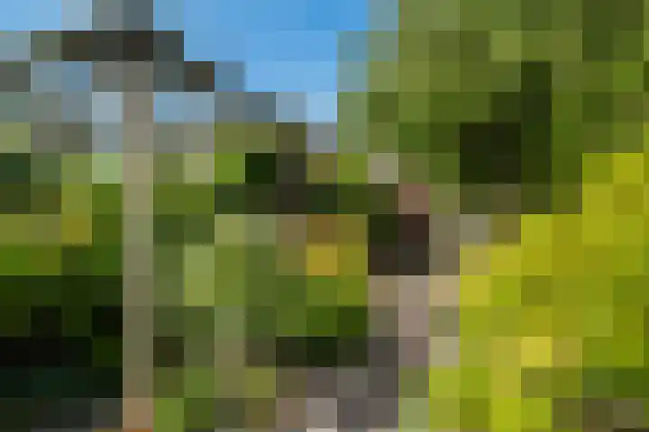 Anjerlaan 42 Naaldwijk thumbnail 34