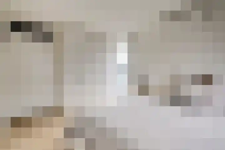 Anjerstraat 1 Putte thumbnail 4