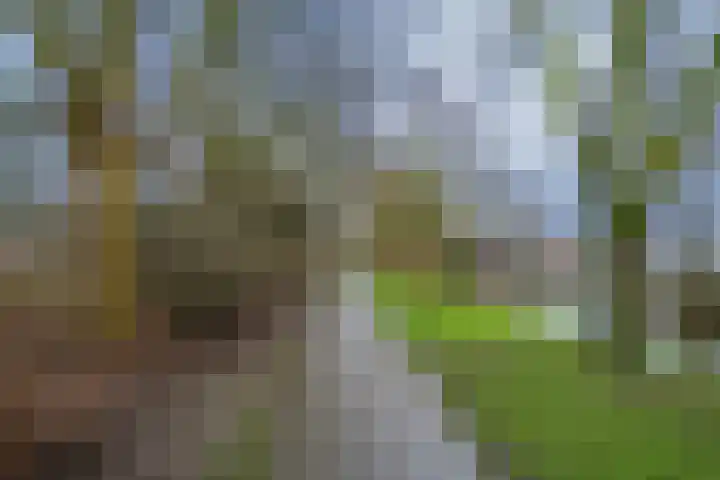 Anjerstraat 39 Ridderkerk thumbnail 30