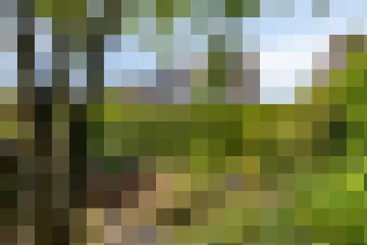 Anjervallei 14 's-Hertogenbosch thumbnail 18
