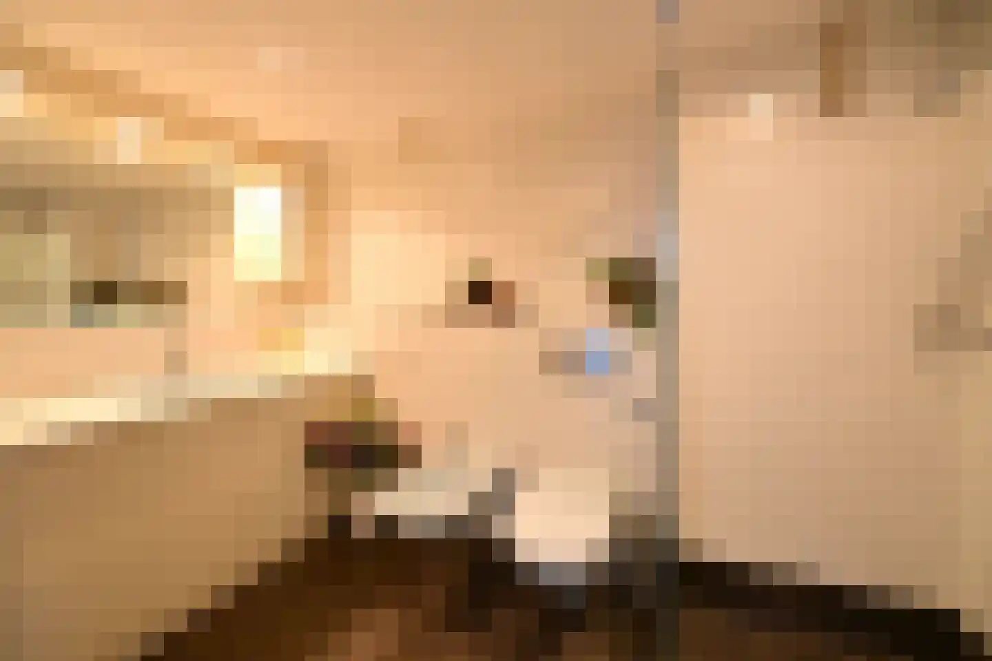 Anker 8 Huizen thumbnail 11