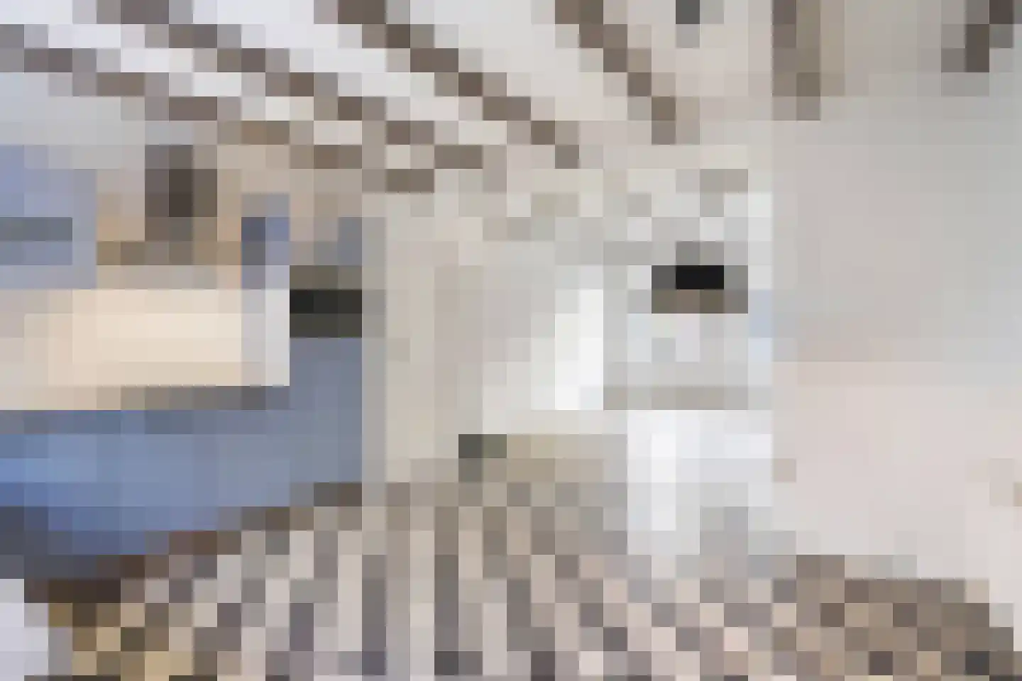 Ankerstraat 77 Den Haag thumbnail 11