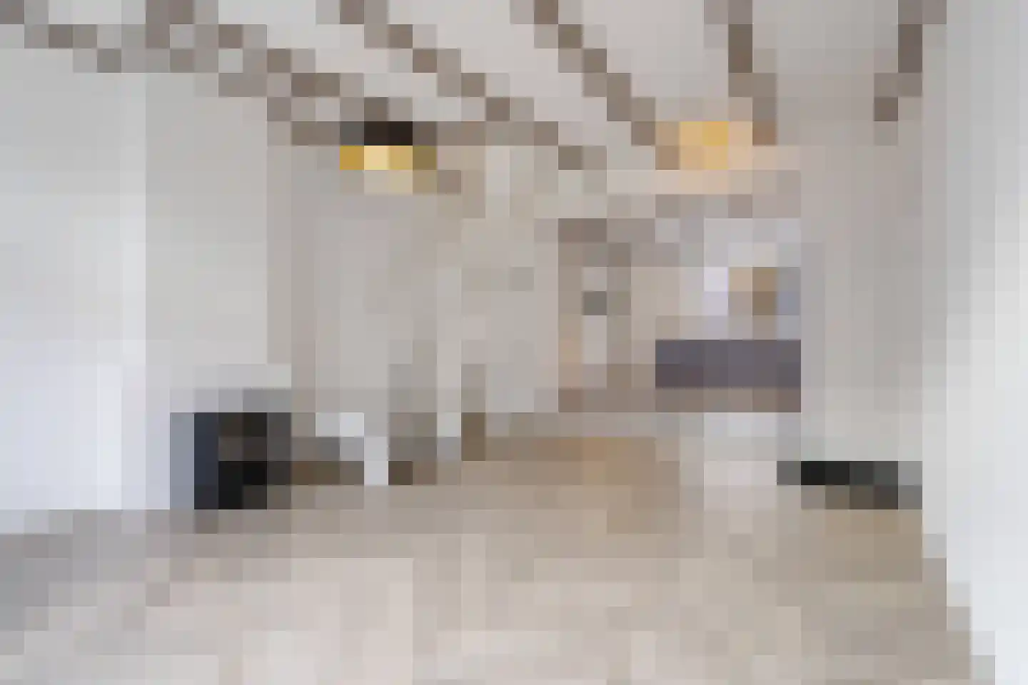 Ankerstraat 77 Den Haag thumbnail 7