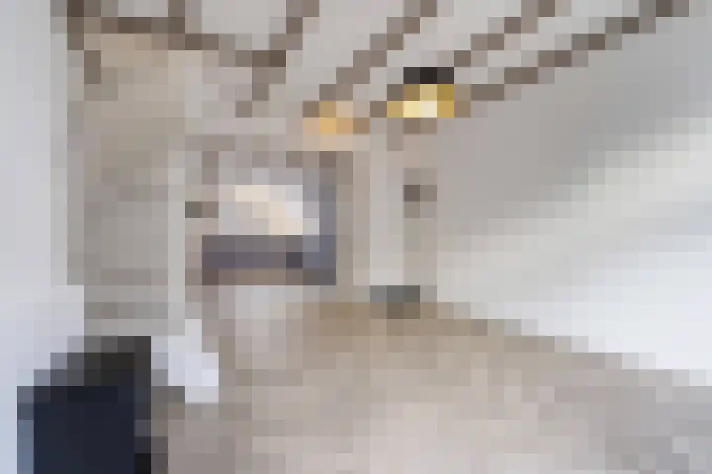 Ankerstraat 77 Den Haag thumbnail 8