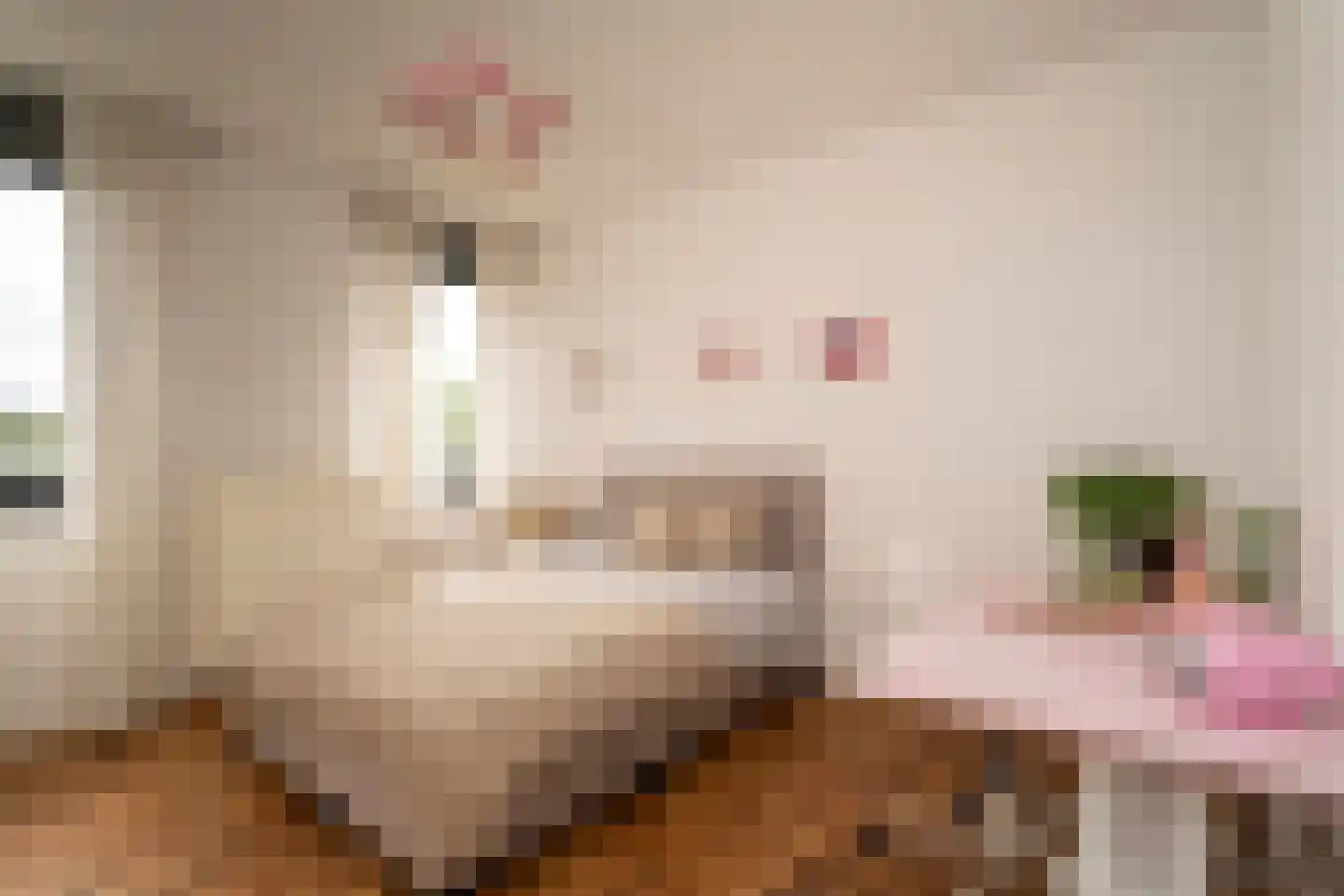 Ankeveenstraat 8 Tilburg thumbnail 18