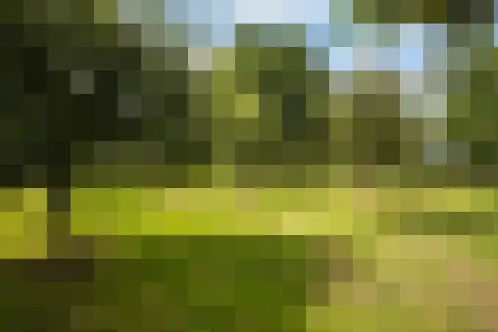 Ankummer Es 1 Dalfsen thumbnail 48