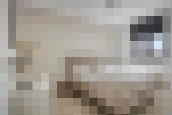 Anna Blamanpad 12 Middelharnis thumbnail 16