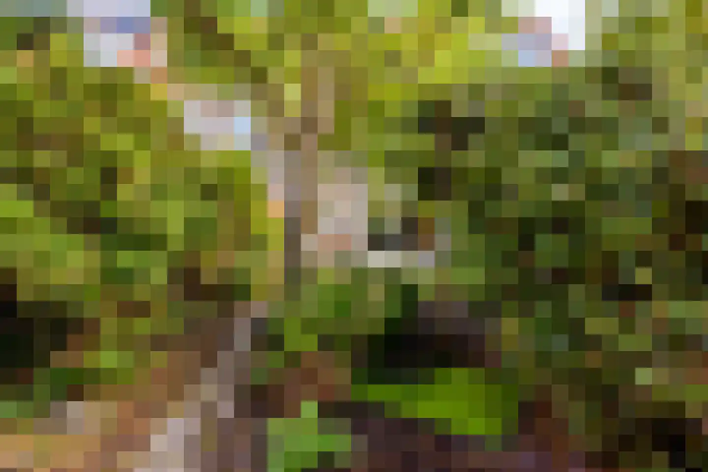 Anna Paulownastraat 32 Eindhoven thumbnail 37