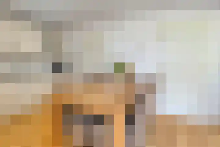 Anna van Bossetuin 14 Heerhugowaard thumbnail 20