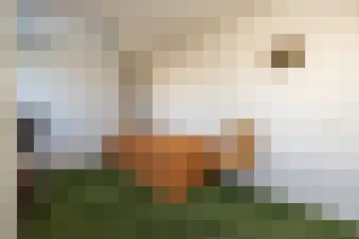 Anne Vondelingplantsoen 18 Naaldwijk thumbnail 43