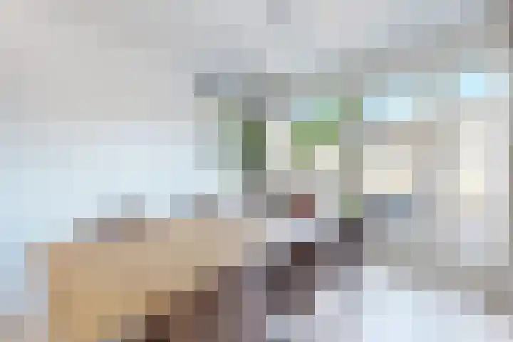 Ansekerke 9 Zevenbergen thumbnail 19