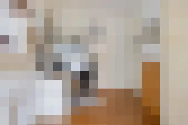 Ansjovislaan 221 Bergen op Zoom thumbnail 19
