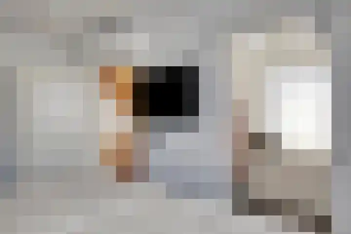 Anthonie Van Dyckstraat 28 Axel thumbnail 13