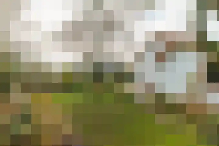 Anthonissenstraat 3 Koudekerke thumbnail 26