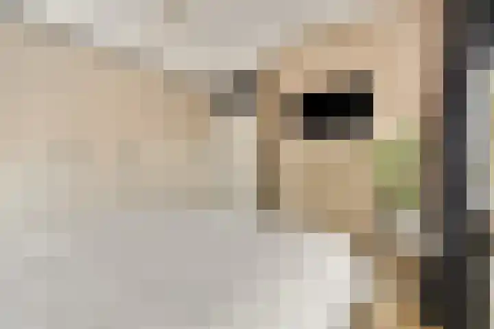 Anthurium 16 De Lier thumbnail 13