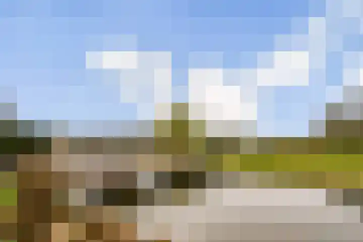 Anthurium 16 De Lier thumbnail 29