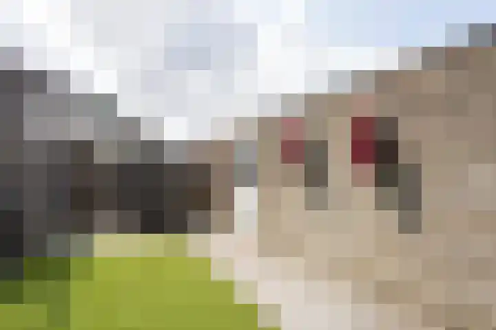 Anthuriumsingel 11 Berkel en Rodenrijs thumbnail 38