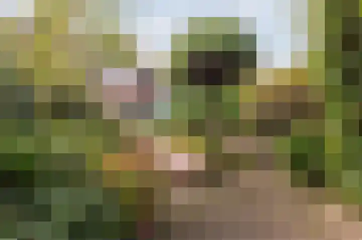 Antilope 4 Huizen thumbnail 6