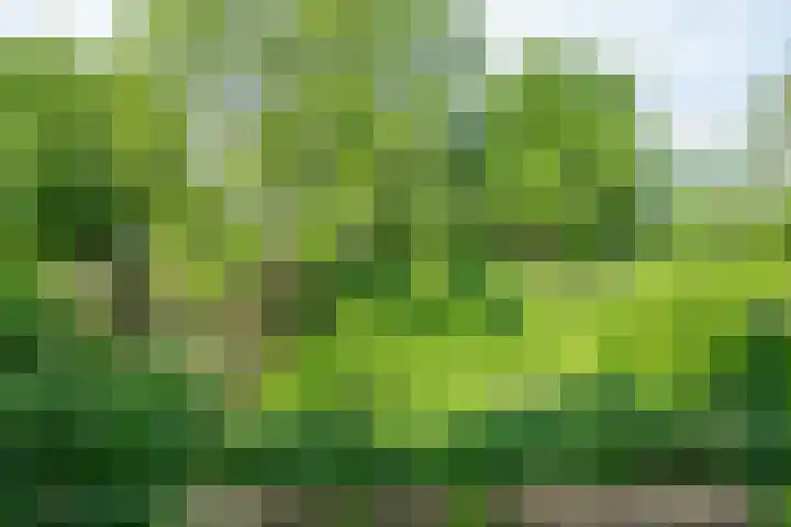 Antilopespoor 229 Maarssen thumbnail 10