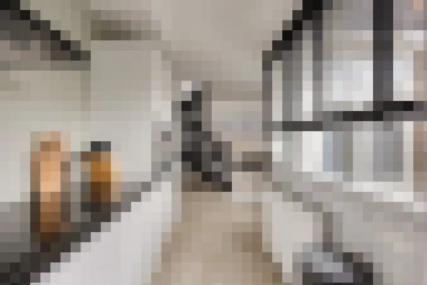 Antilopestraat 4 Rotterdam thumbnail 9