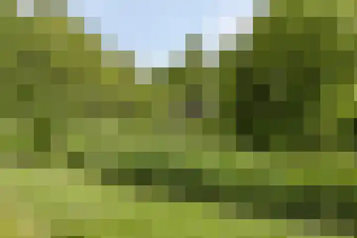 Antilopeweide 10 Nieuwegein thumbnail 32