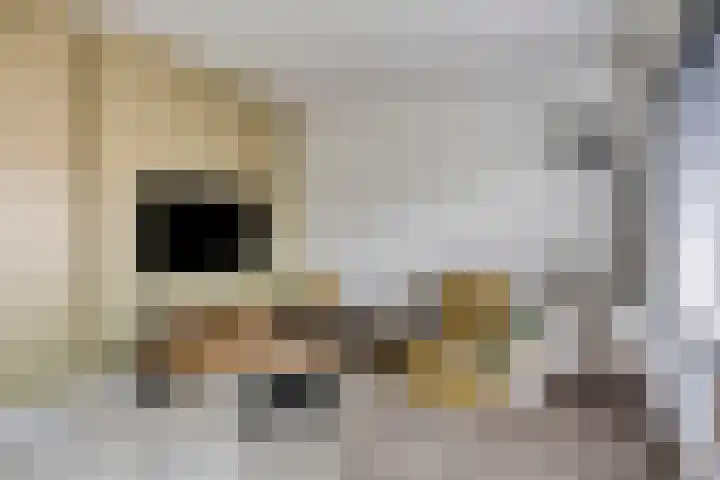 Antilopeweide 10 Nieuwegein thumbnail 8