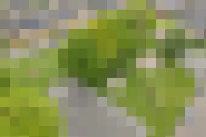 Anton van der Horststraat 7 Dedemsvaart thumbnail 37